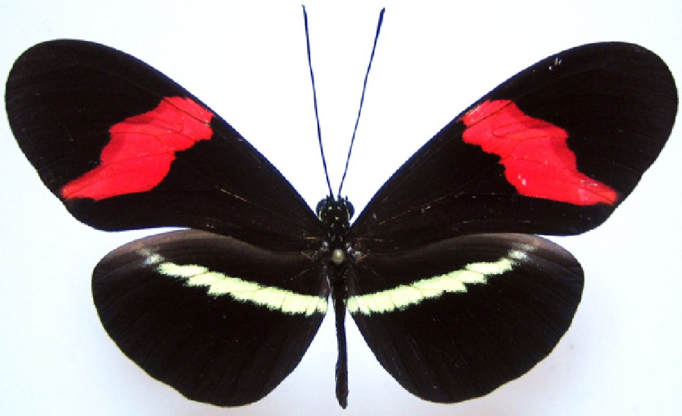 Borboleta "Flamenguista" - Heliconius erato